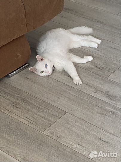 Кошка