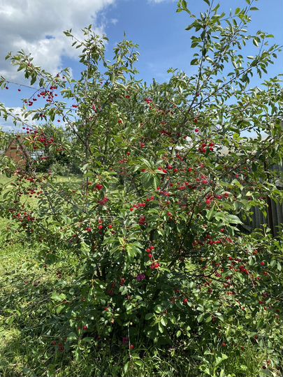 Участок 3 сот. (ИЖС)