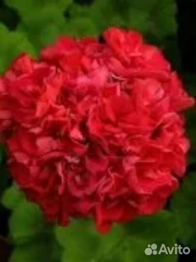 Герань Пеларгония