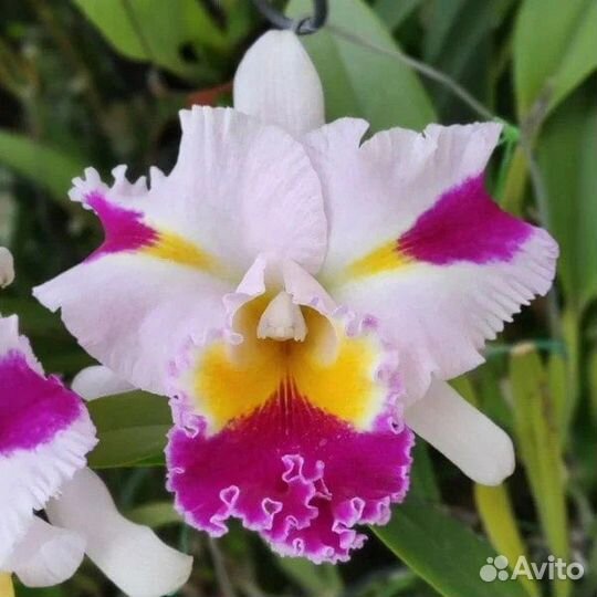 Орхидея каттлея Platinum sun 'Patchara Fancy '