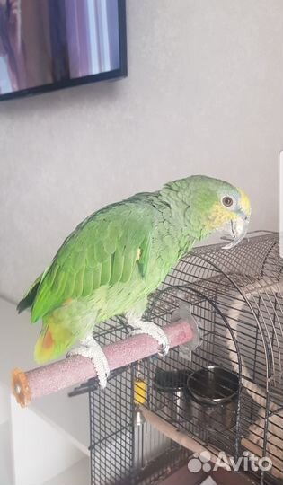 Венесуэльский амазон