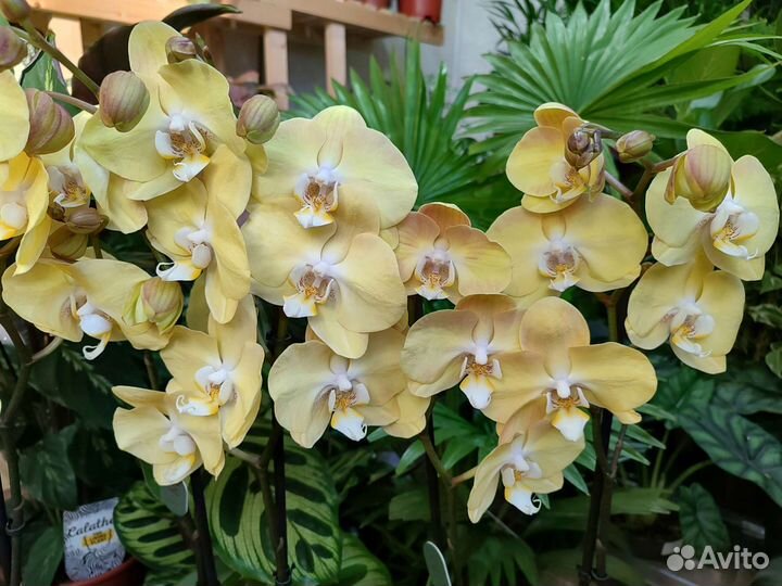 Жёлтая орхидея фаленопсис