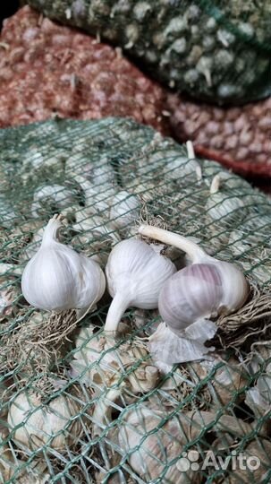 Чеснок фермерский калибр 3-4