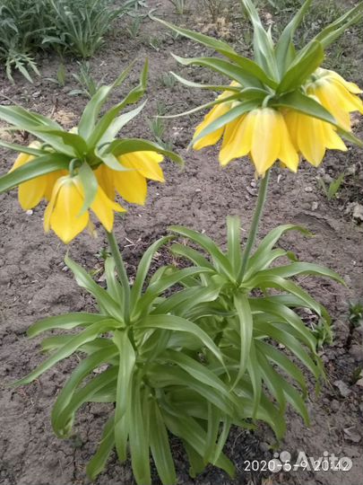 Рябчик императорский