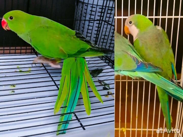 Попугай ожереловый, монах квакер, амазон, ручные