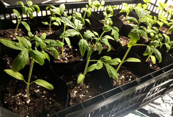 Рассада томатов (помидор)