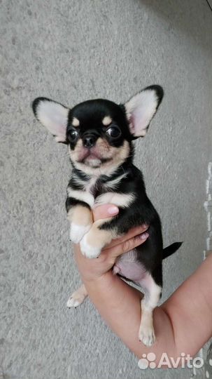 Яркий мальчик Милан