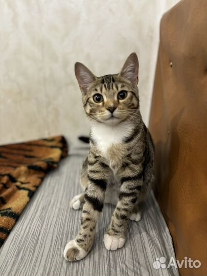 Бенгальский кот