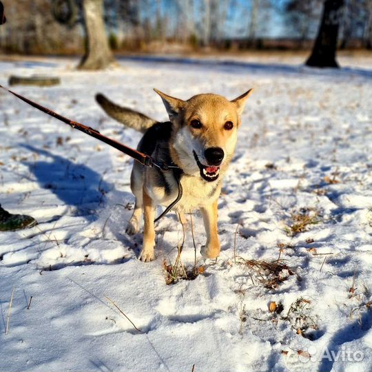 Вольт ищет дом