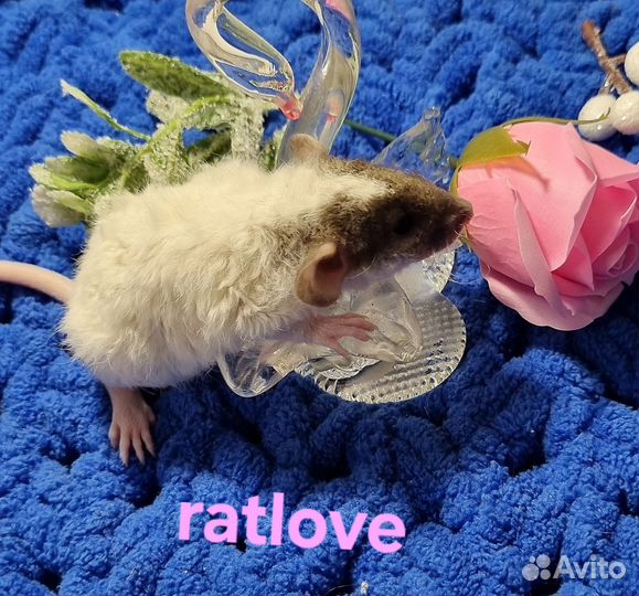 Крысята рекс дамбо от ratlove