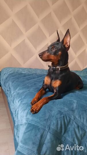 Вязка цвергпинчер мальчик