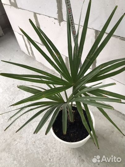 Пальма Трахикарпус Форчуна