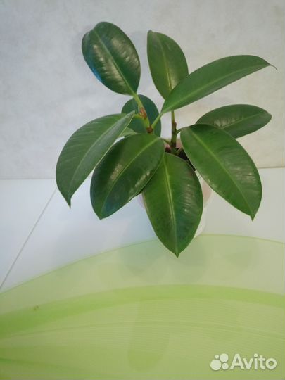 Фикус мелани