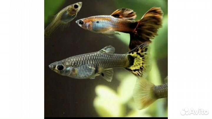 Рыбки Гуппи