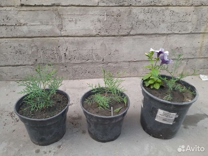 Туя западный брабант высота 20 см