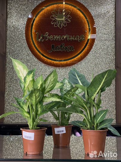 Диффенбахия микс