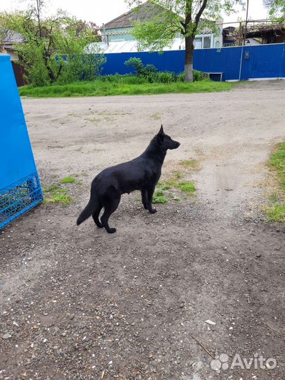 Щенки немецкой овчарки черные