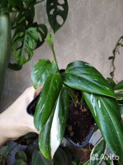 Филодендрон Белая кобра