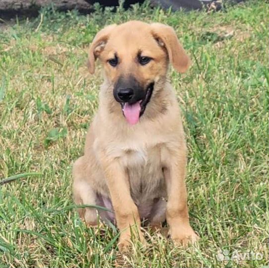 Пушистики ищут дом