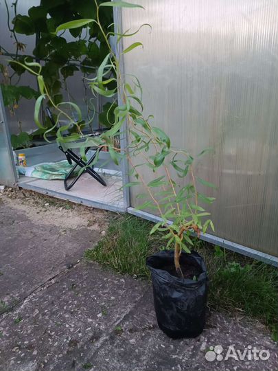 Ива извилистая