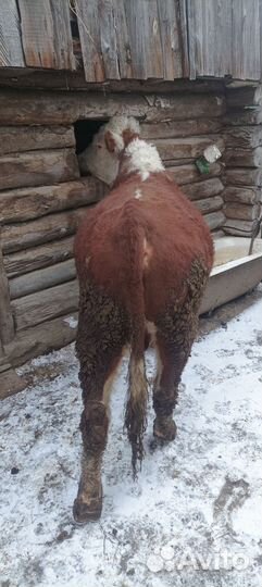 Домашние животные