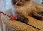 Продам персидский сит - колор котенка