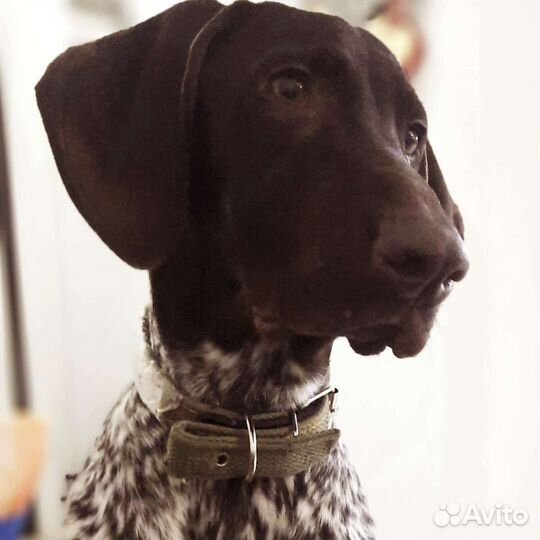 Курцхаар вязка