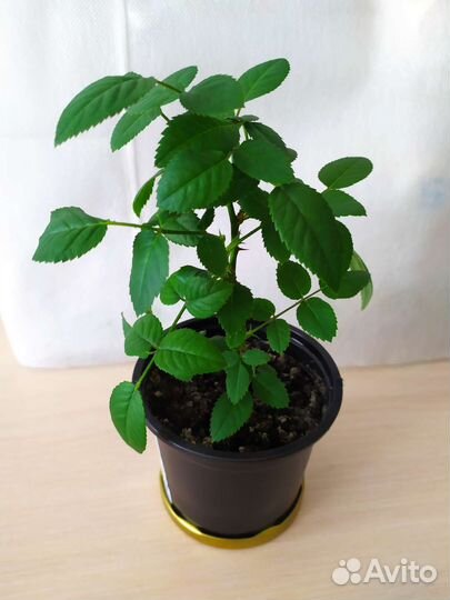 Роза кордана