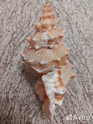 Ракушка и звезда