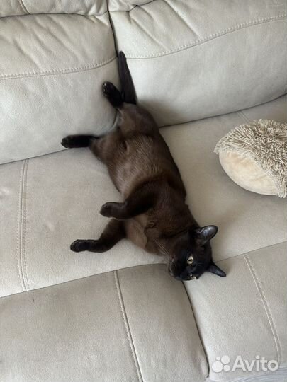 Кошка