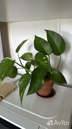 Эпипремнум золотистый