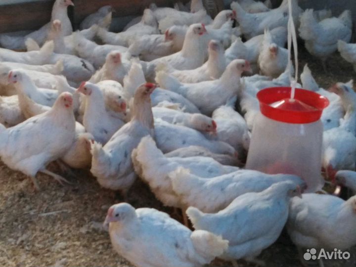 Куры несушки. Ломан браун. Легорн. Доминант