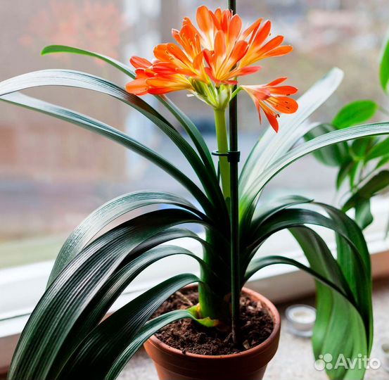 Кливия - зимнецветущее теневыносливое растение