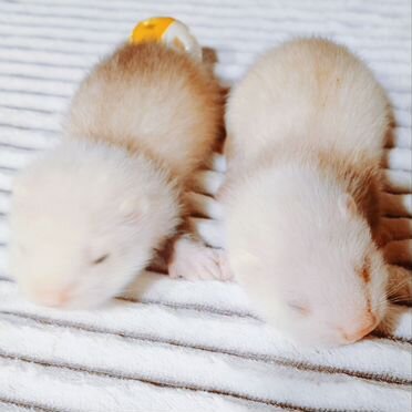 Хорьки - экзотики