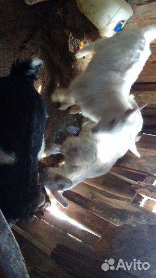 Козлята породистые по 2 месяц один за 2 тысячи