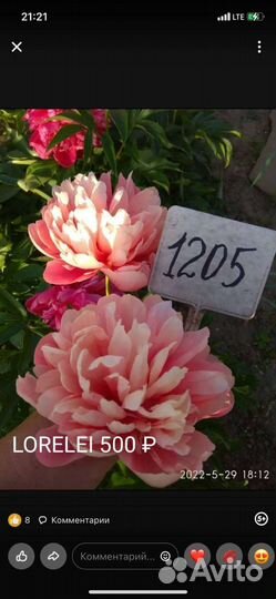 Корни пионов