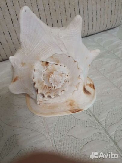 Раковина морская