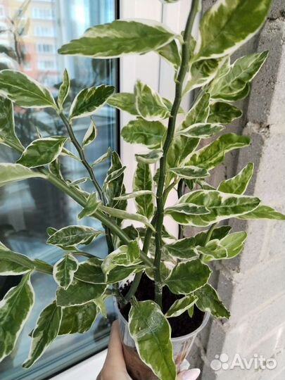 Педилантус