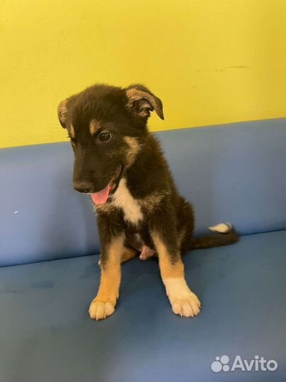 Забавный щенок Марс в добрые руки