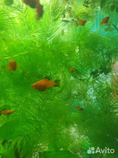 Пецилии. Таракатум