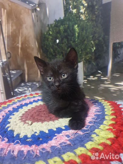 Котейка в добрые руки