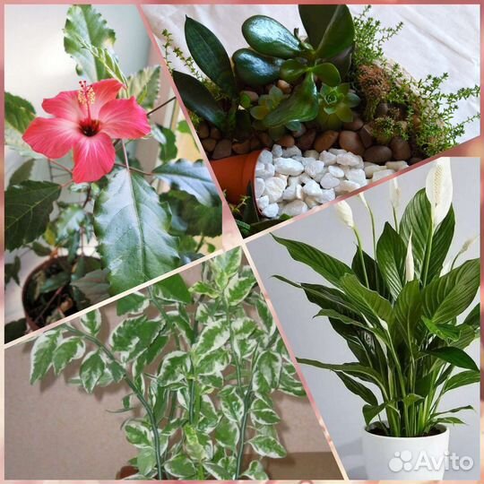 Комнатные цветы