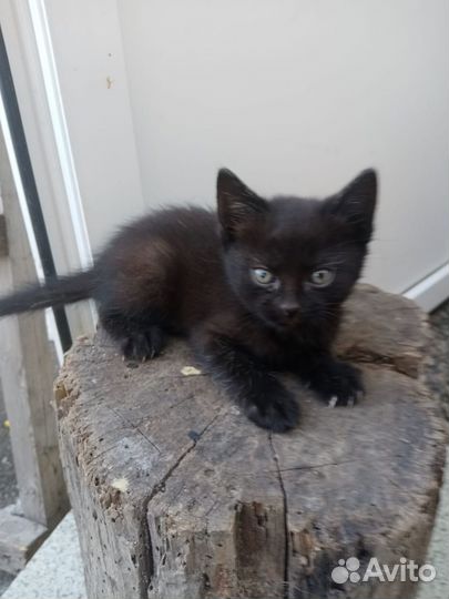 Кошка в дар