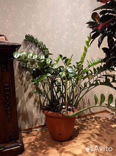 Замиокулькас