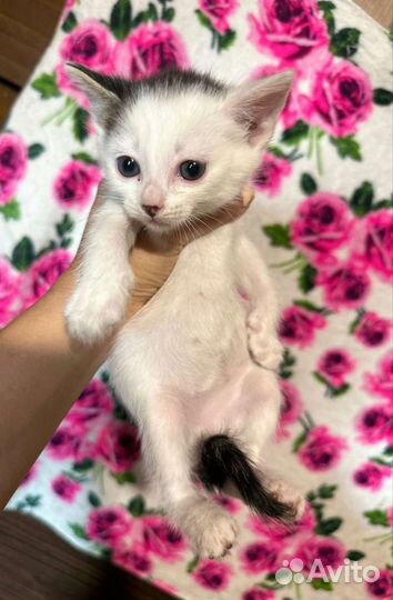 Котенок в дар