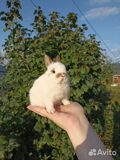 Карликовый кролик