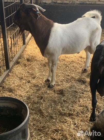 Козел Бурской породы