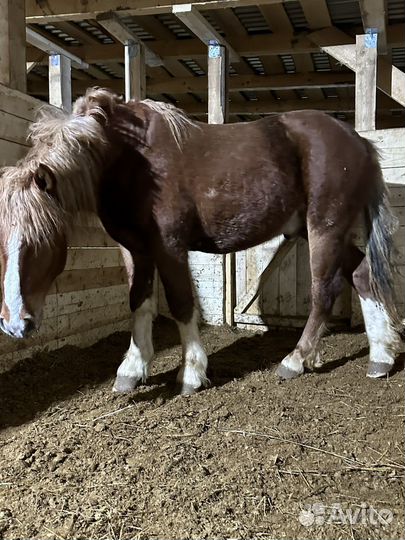 Жеребец тяжеловоз