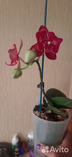 Орхидея фаленопсис