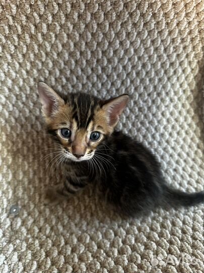 Бенгальские котята